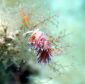   took this picture Menorca Canon EOS 450D ikelite housing. used sigma 50 macro lens substrobe DS160. housing DS160  